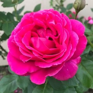 Meet your Posher, Renee